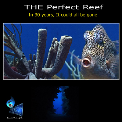 Liquid Motion Underwater Film Production Company - Professional Underwater Film Services, #underwaterfilmservices #underwaterfilmmaking #underwaterfilmcourses #underwaterproductionservices #underwatercameraman, National Geographic, Fox, Underwater Films In Production, The Perfect Reef, The Reef Series